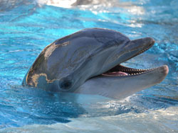 Happy dolphin