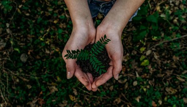 Plant in hands